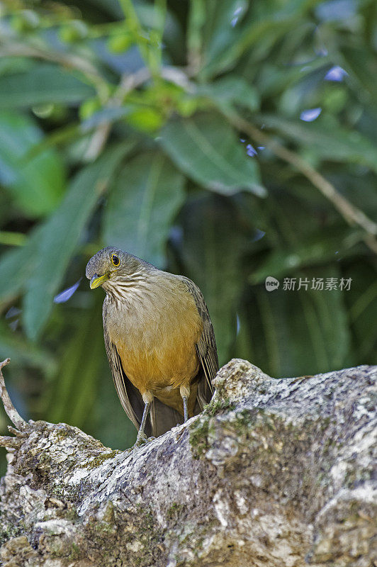 红腹画眉(Turdus rufiventris)是画眉科的一种鸣禽，发现于巴西潘塔纳尔地区。